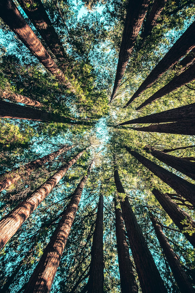 Beautiful forest view looking up